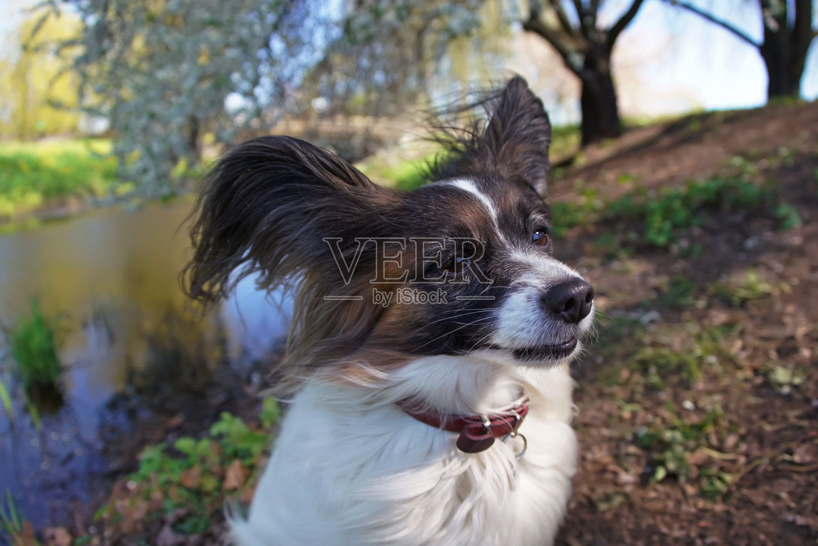 这是一只白色和黑色相间的大陆玩具猎犬(蝶耳犬)，戴着红色项圈，在春天的河边摆姿势。广角视图照片摄影图片