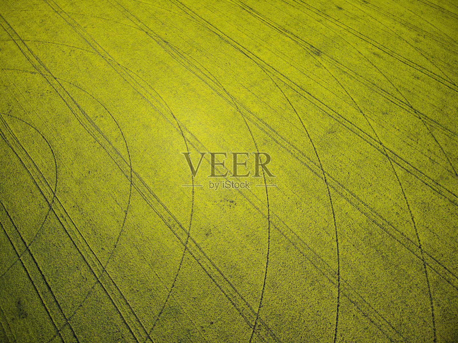 中心支点灌溉系统在黄色油菜籽田鸟瞰图照片摄影图片