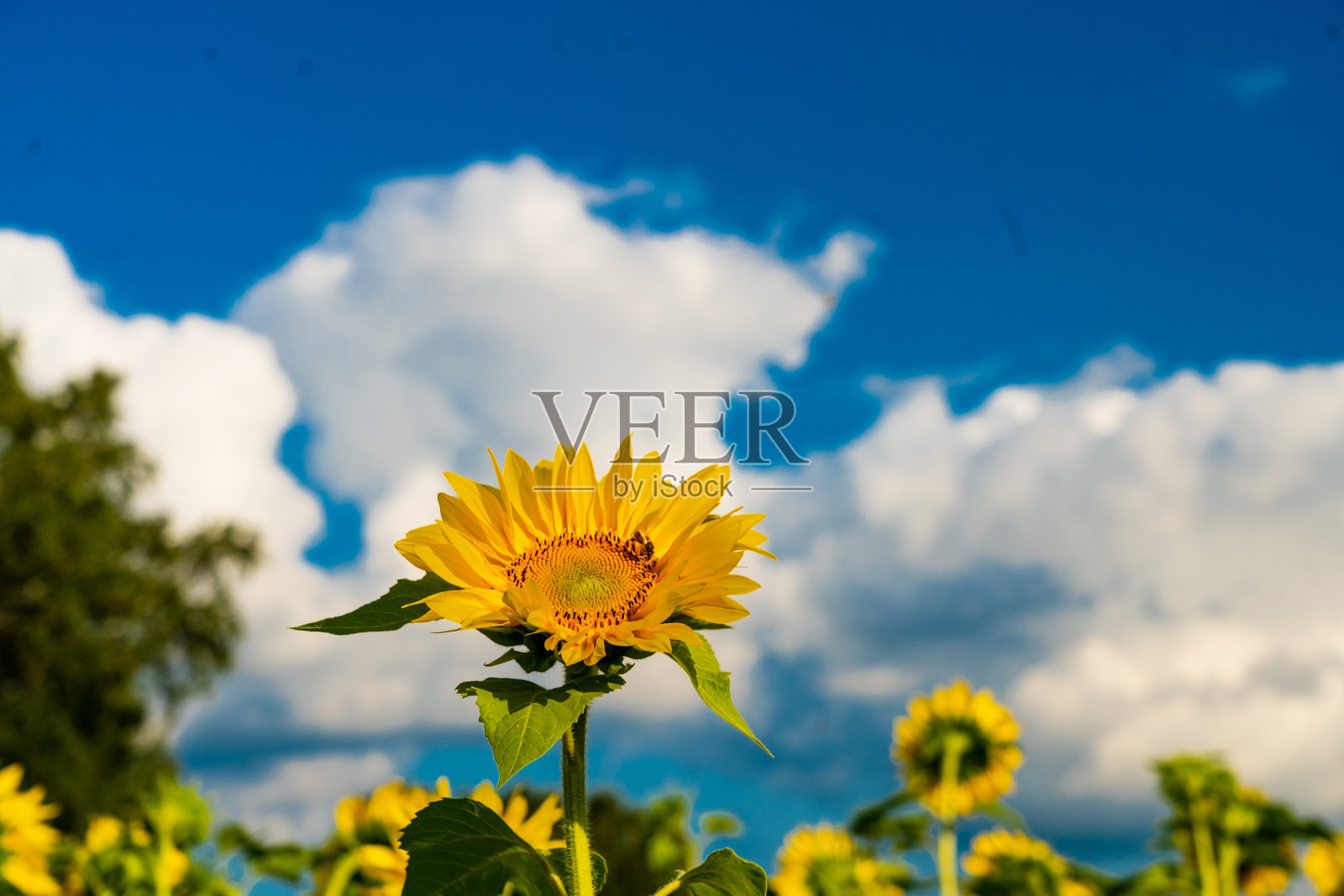 黄色的向日葵点缀着明亮的蓝天白云，夏日的田园风光照片摄影图片