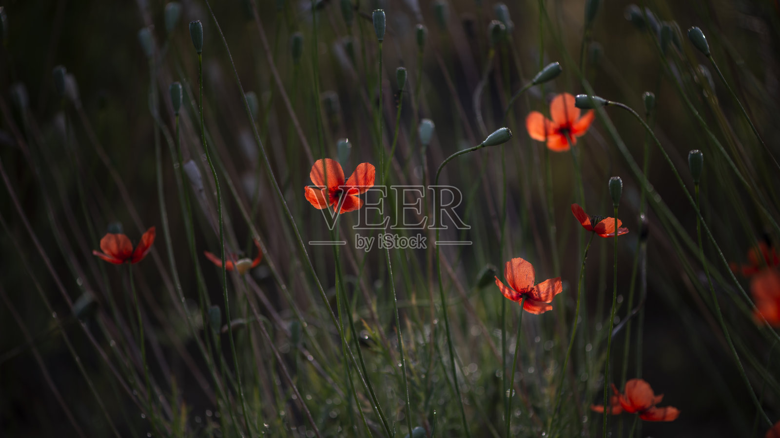 夜间拍摄的色彩。月光下的花。照片摄影图片
