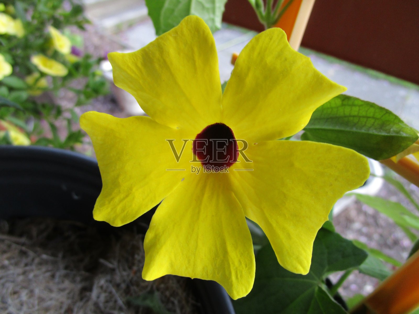 黄色Thunbergia开花照片摄影图片