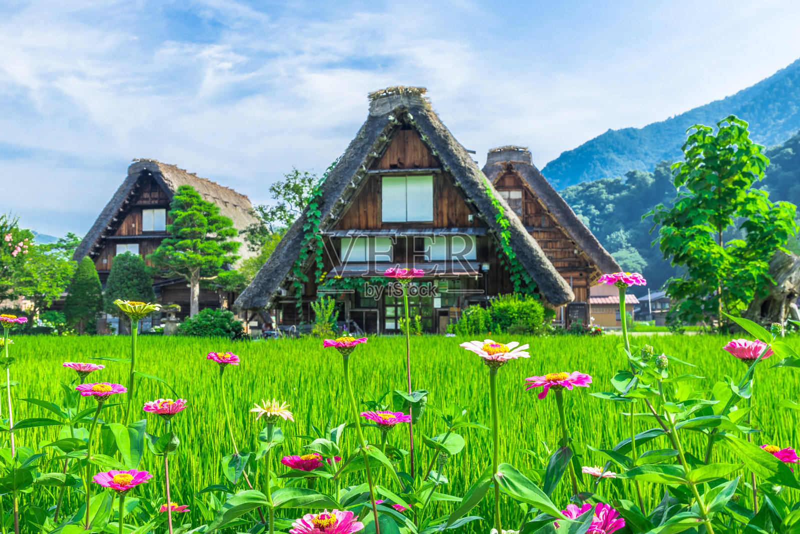 仲夏Shirakawa-go照片摄影图片