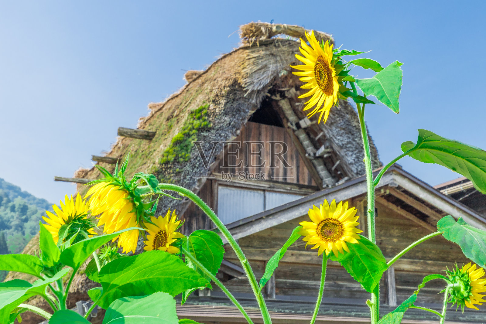 仲夏Shirakawa-go照片摄影图片