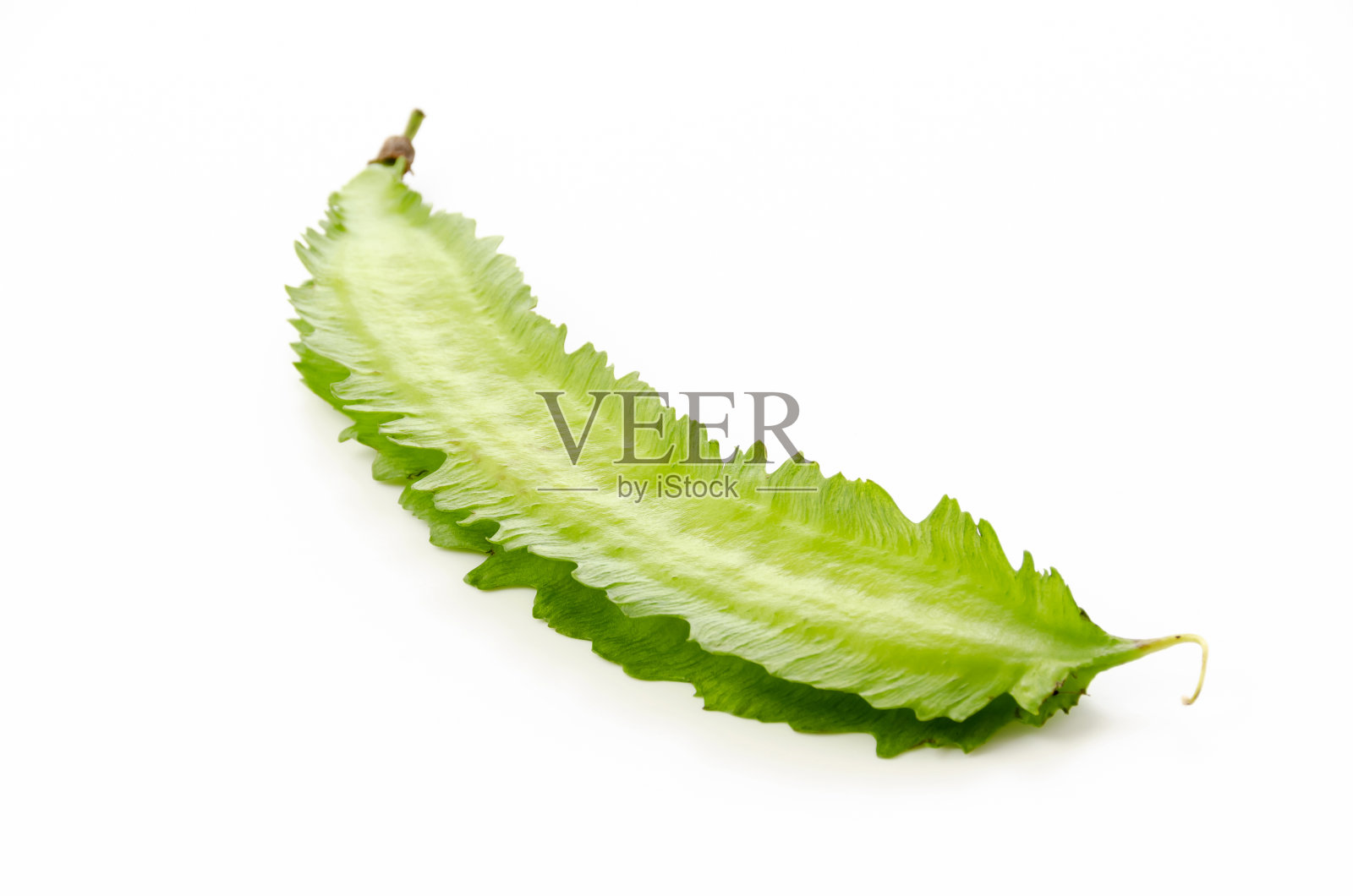 新鲜翼豆孤立在白色背景照片摄影图片