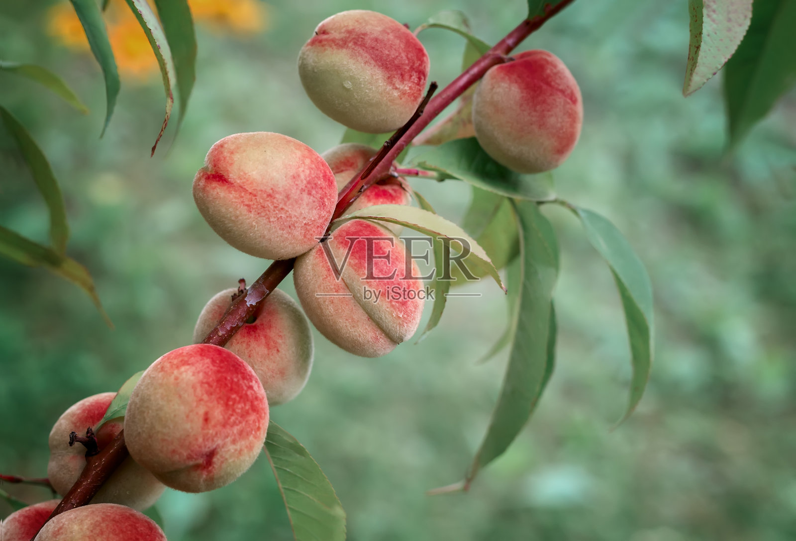 带有成熟果实和叶子的杏的枝照片摄影图片