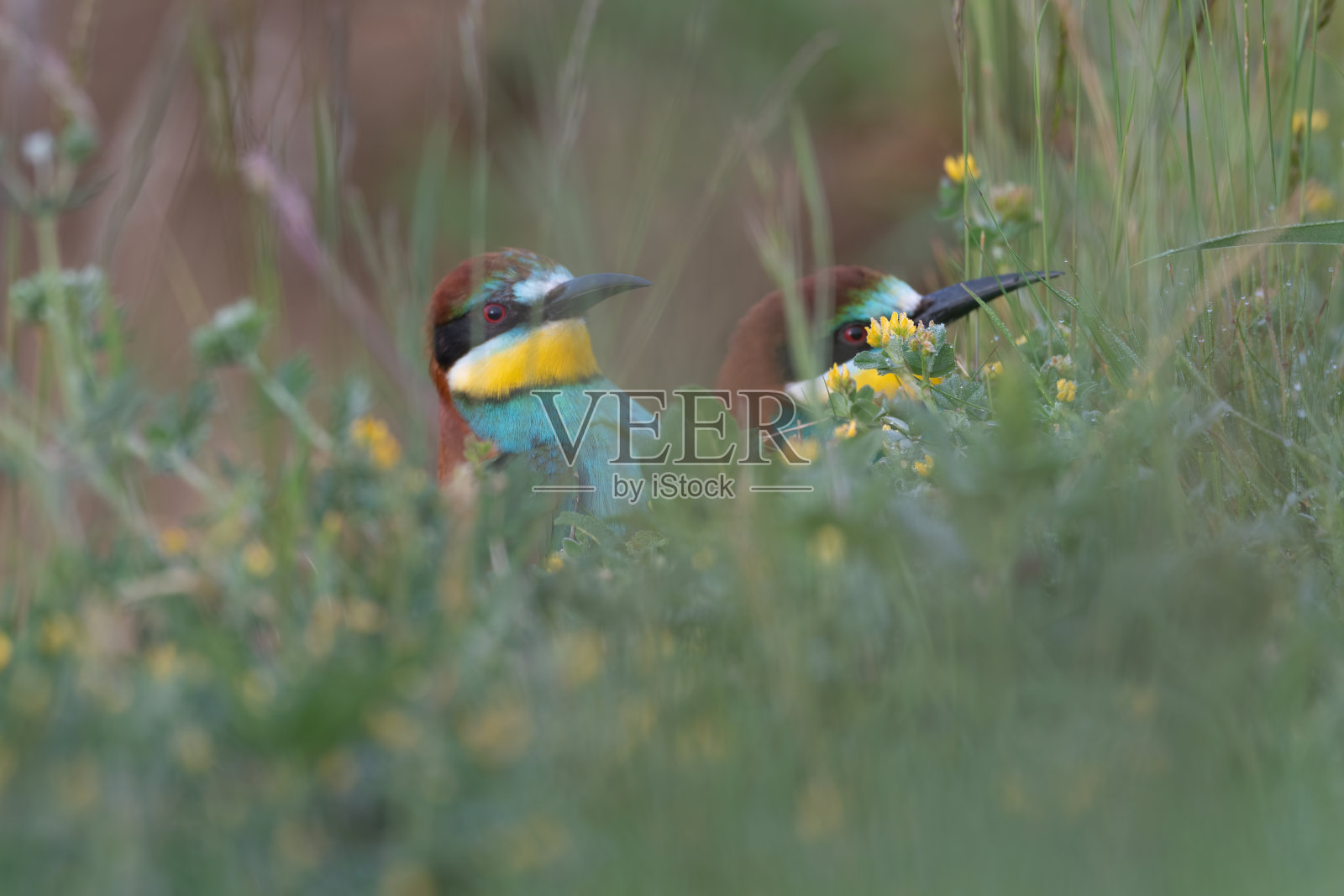 欧洲食蜂者坐在草地上照片摄影图片