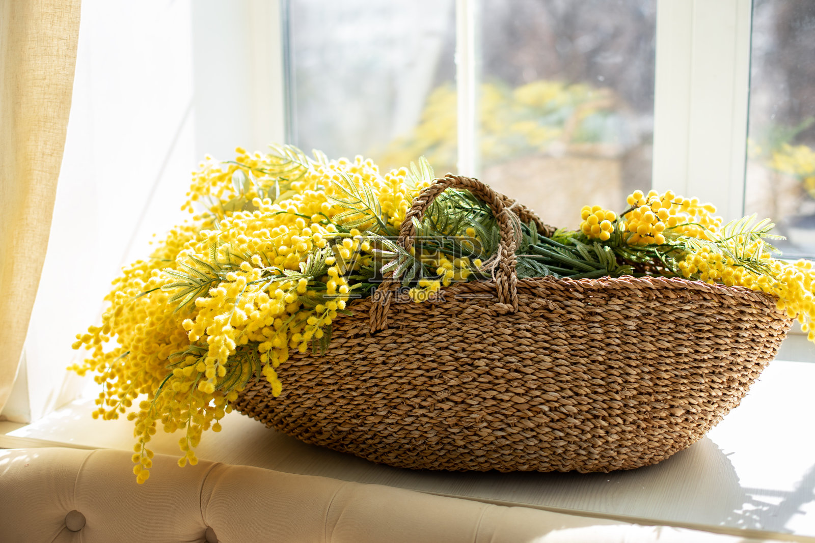 花篮里的含羞草放在窗台上。美丽的黄色春花。三月八日，复活节，母亲节。树枝上黄色的含羞草成一束。在窗边的柳条篮子里放一束含羞草花。照片摄影图片