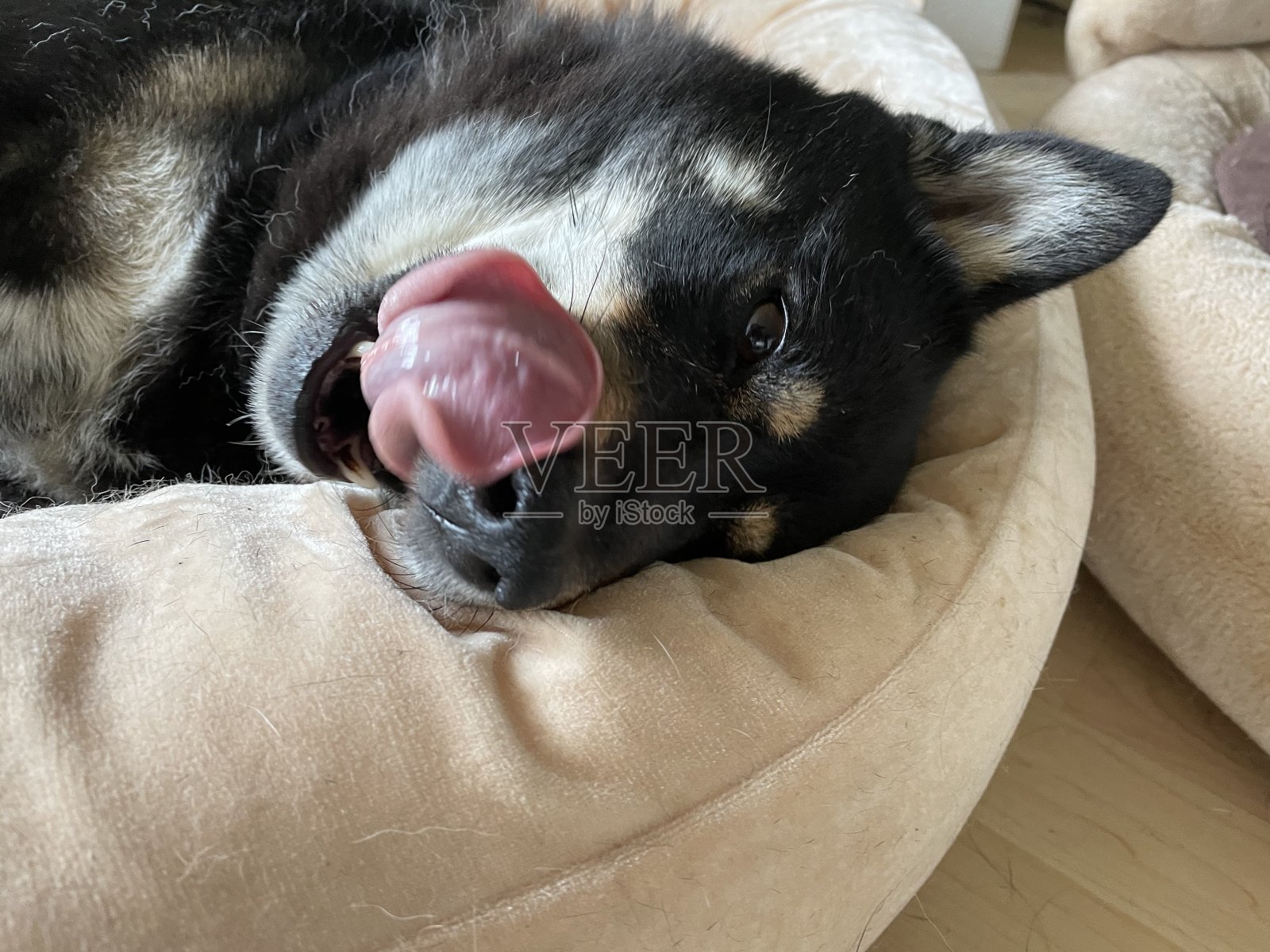日本柴犬伸出舌头的特写照片摄影图片