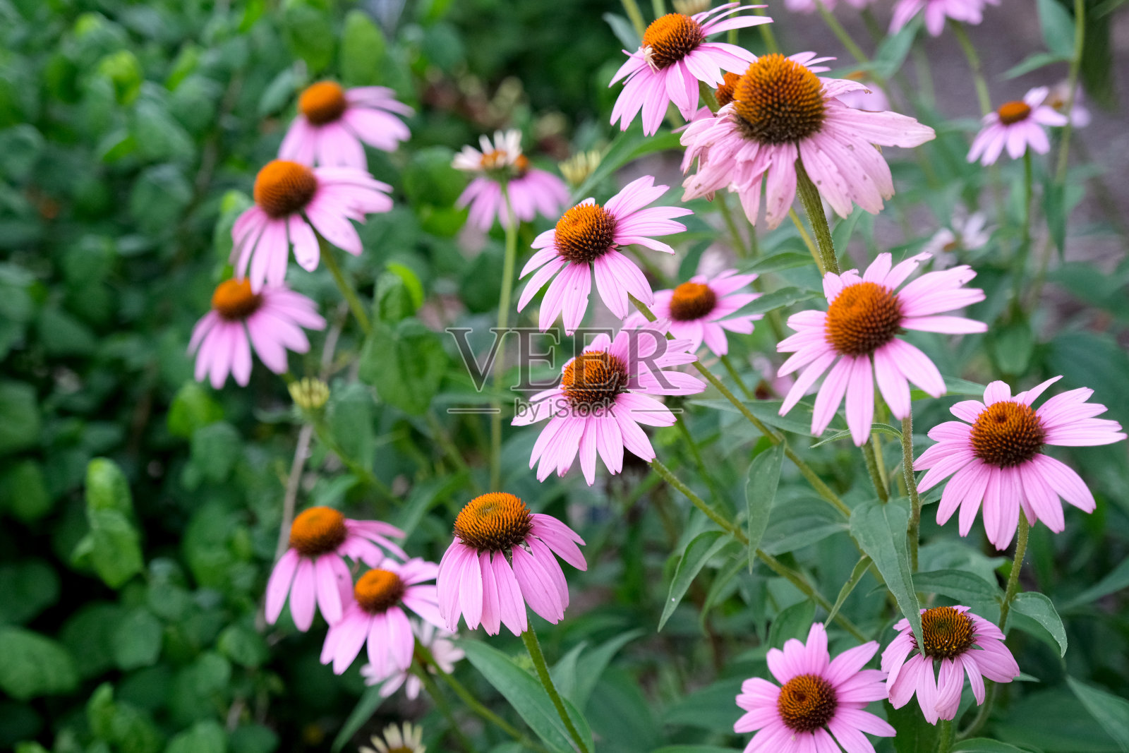 松果花是北美本土的一种多年生运动菊花状花，中心凸起照片摄影图片