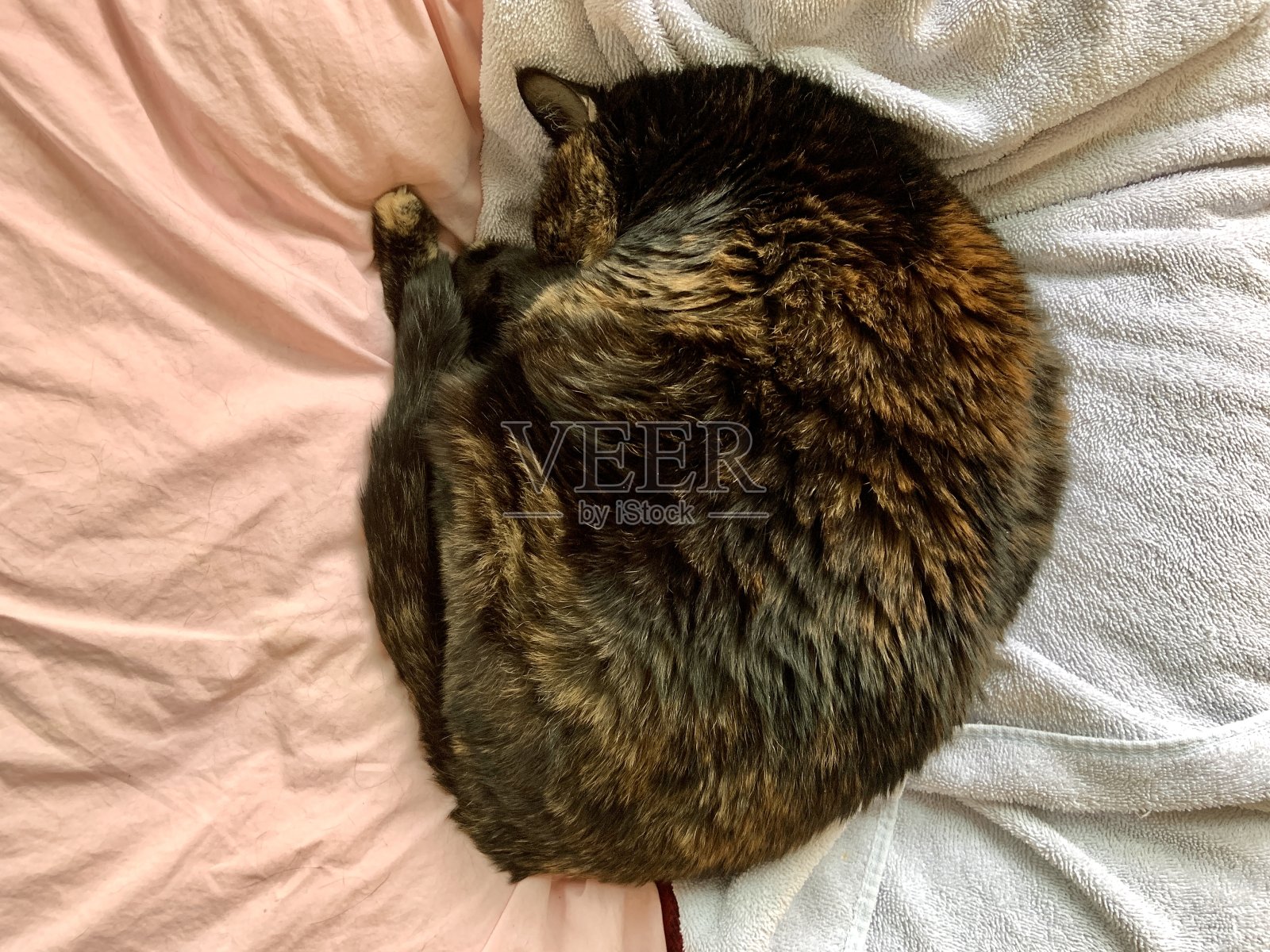 枕头和毛巾上的高级Tortie猫照片摄影图片