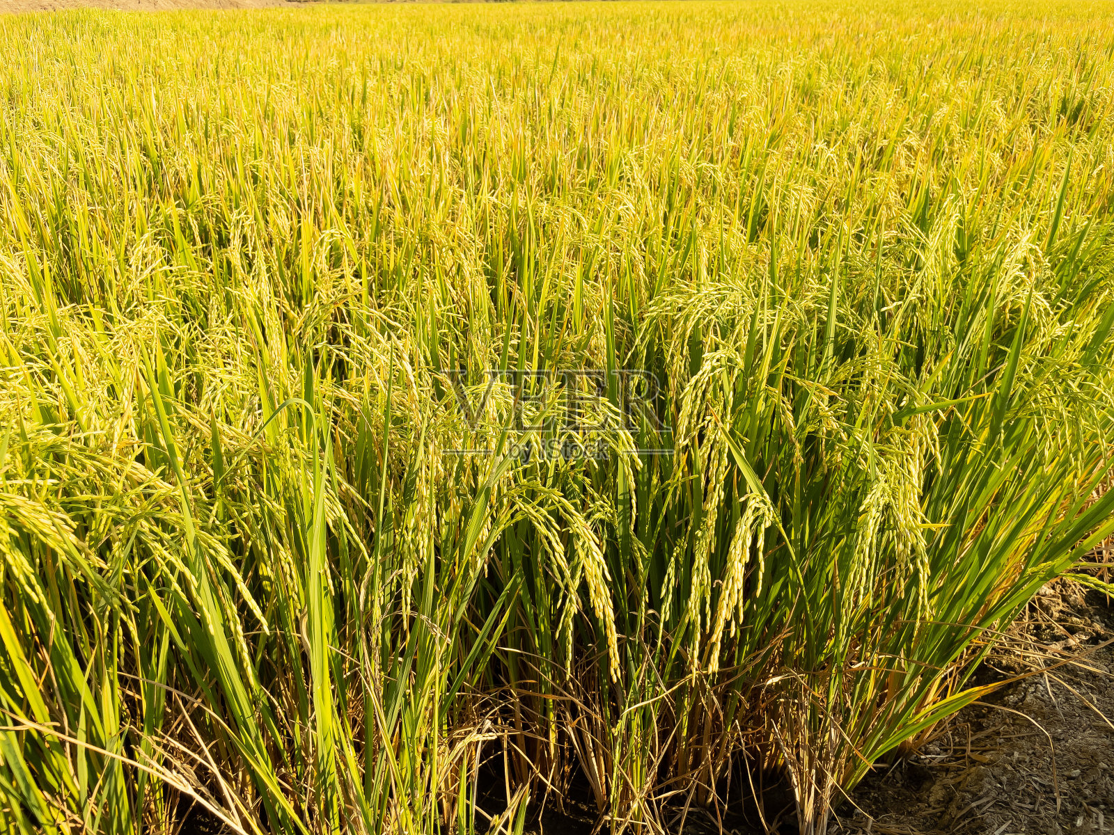 金色的稻田。照片摄影图片