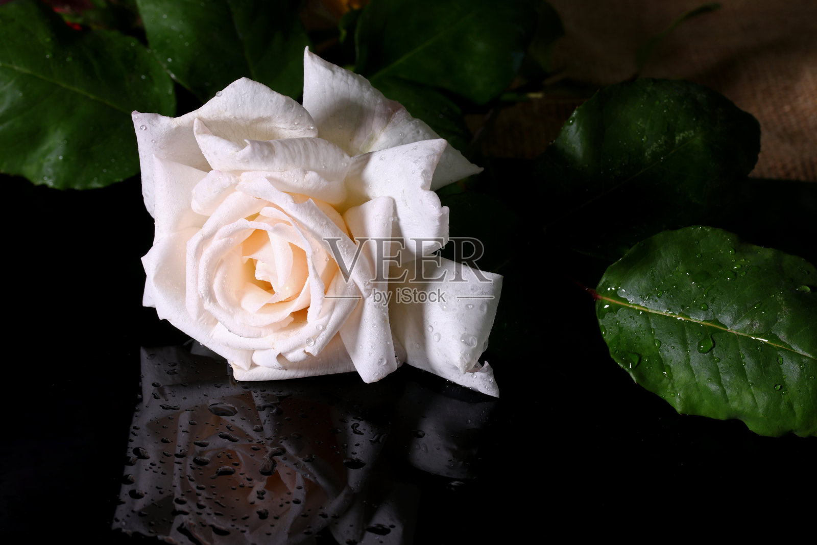 黑色背景上的白玫瑰照片摄影图片