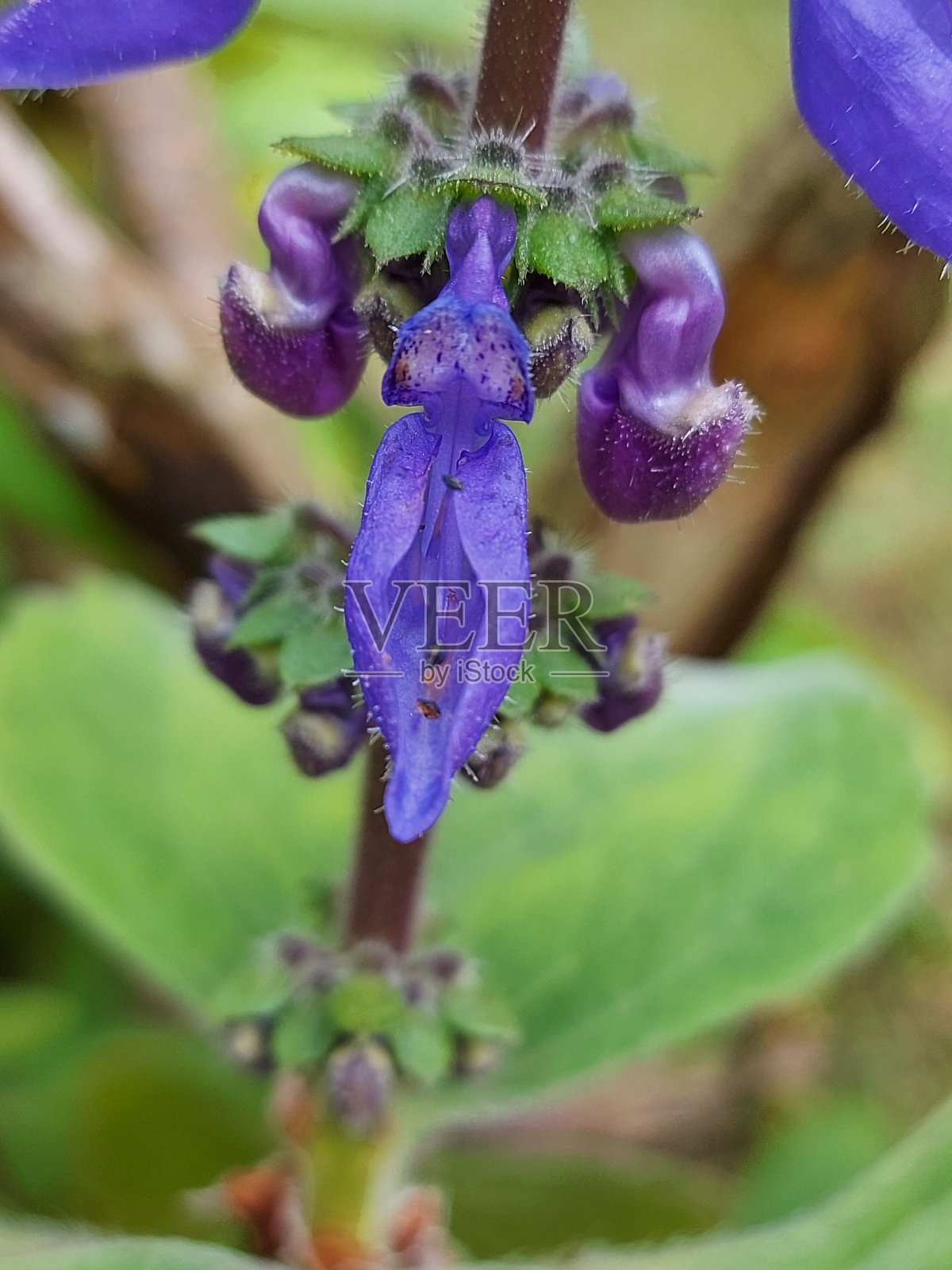 越桔花的茶照片摄影图片
