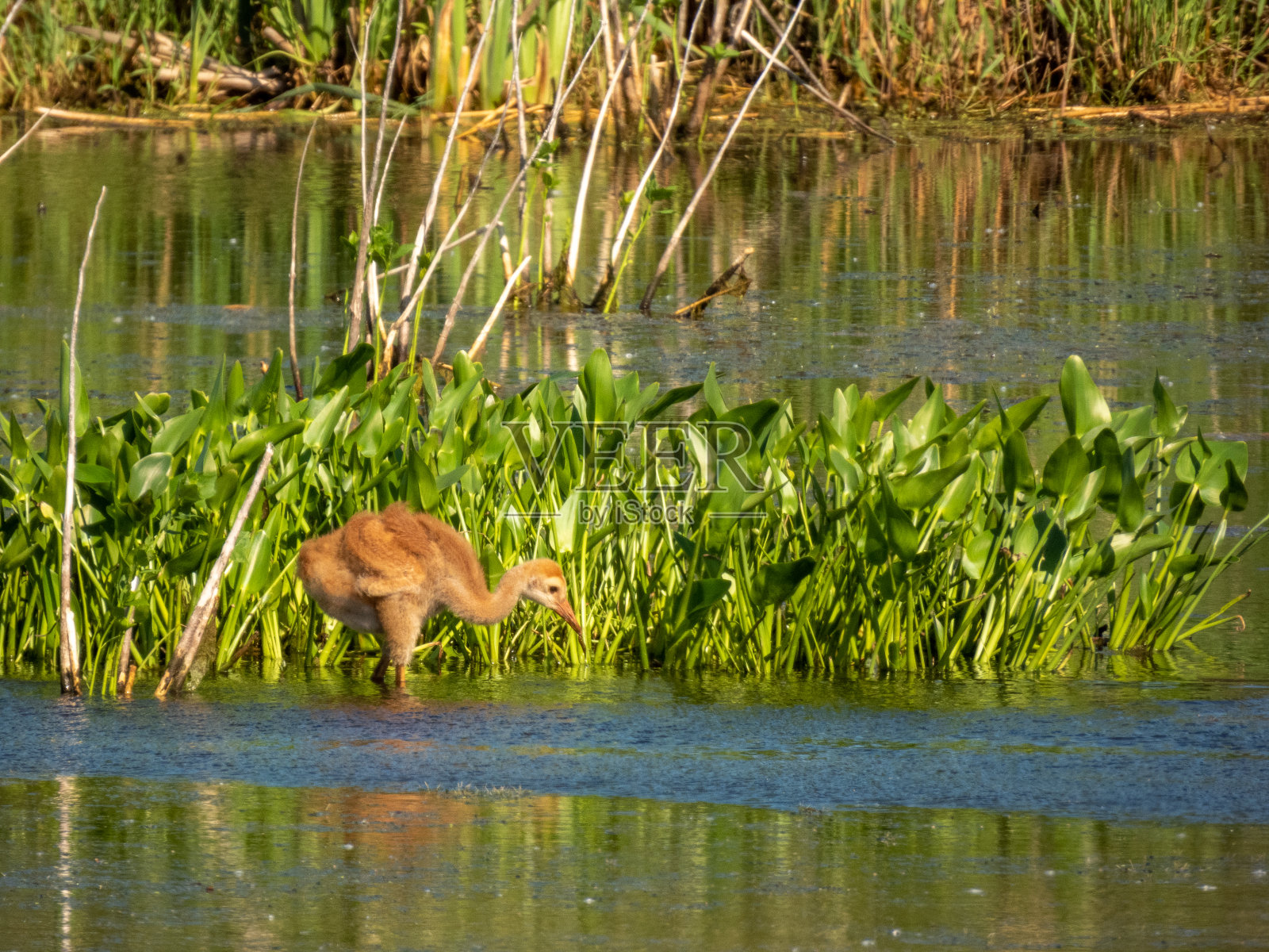 沙丘鹤的家庭照片摄影图片