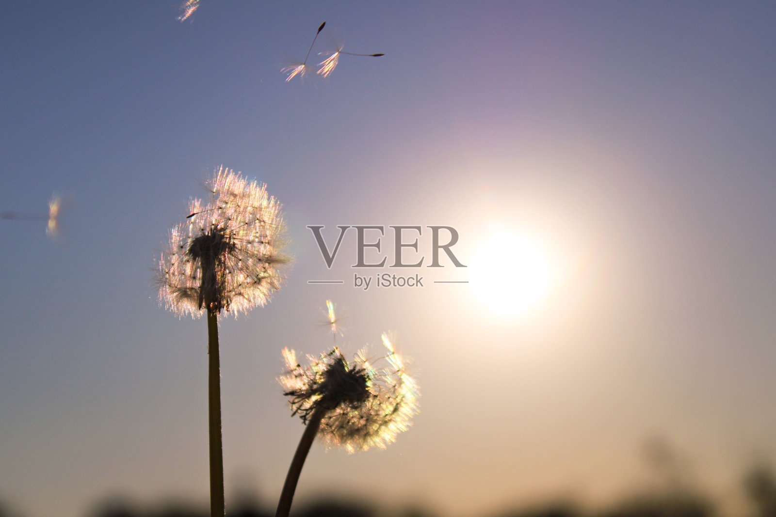 风中的蒲公英照片摄影图片