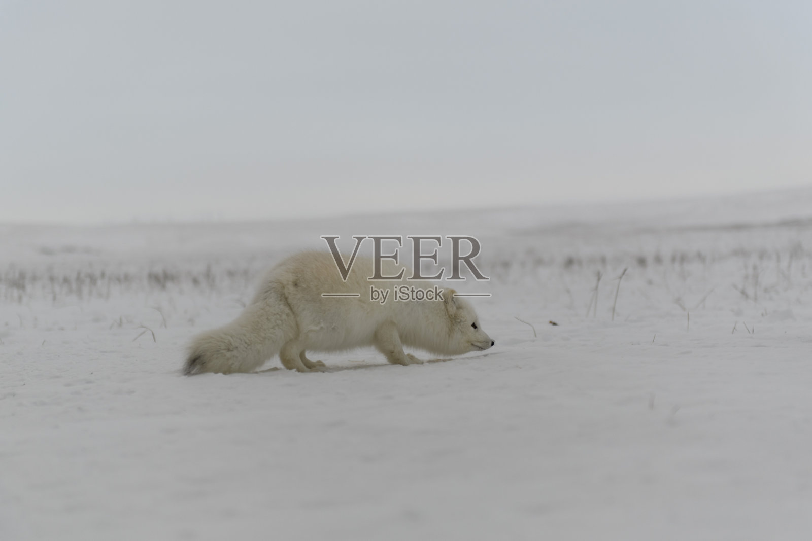 冬季苔原上的野生北极狐。照片摄影图片