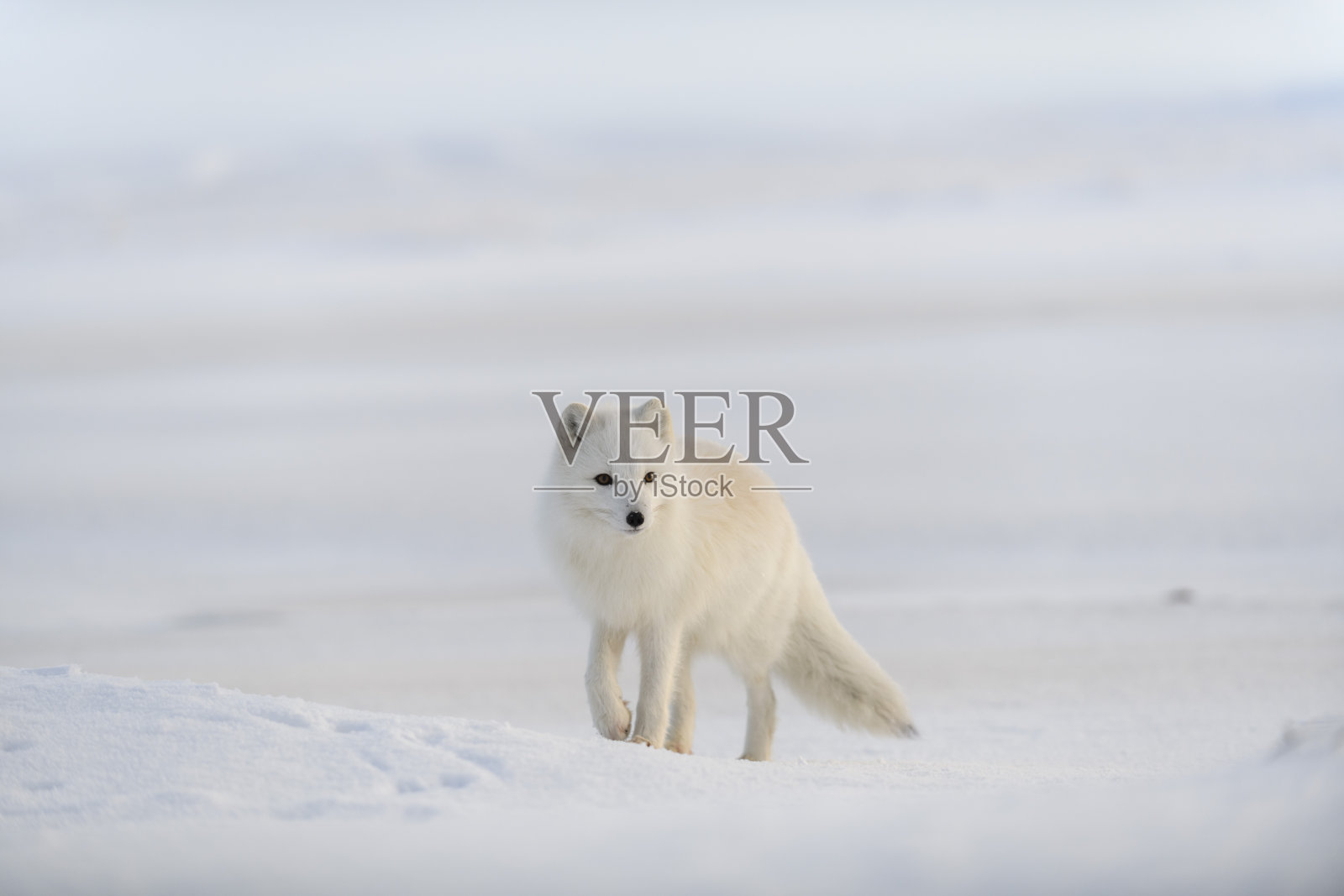冬季苔原上的野生北极狐。白色的白狐。照片摄影图片