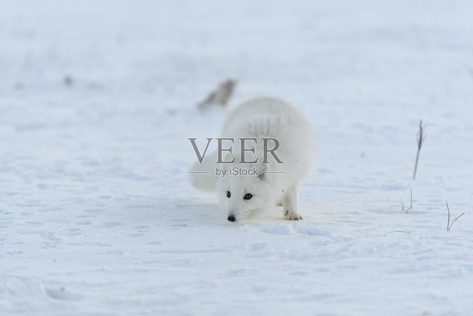 冬季苔原上的野生北极狐。白色的白狐。照片摄影图片