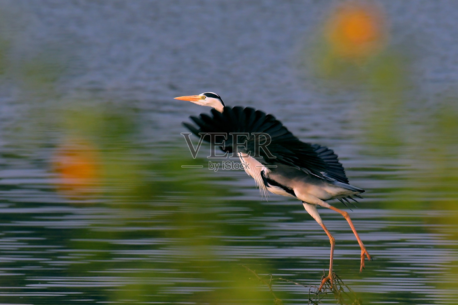 苍鹭准备飞翔。照片摄影图片