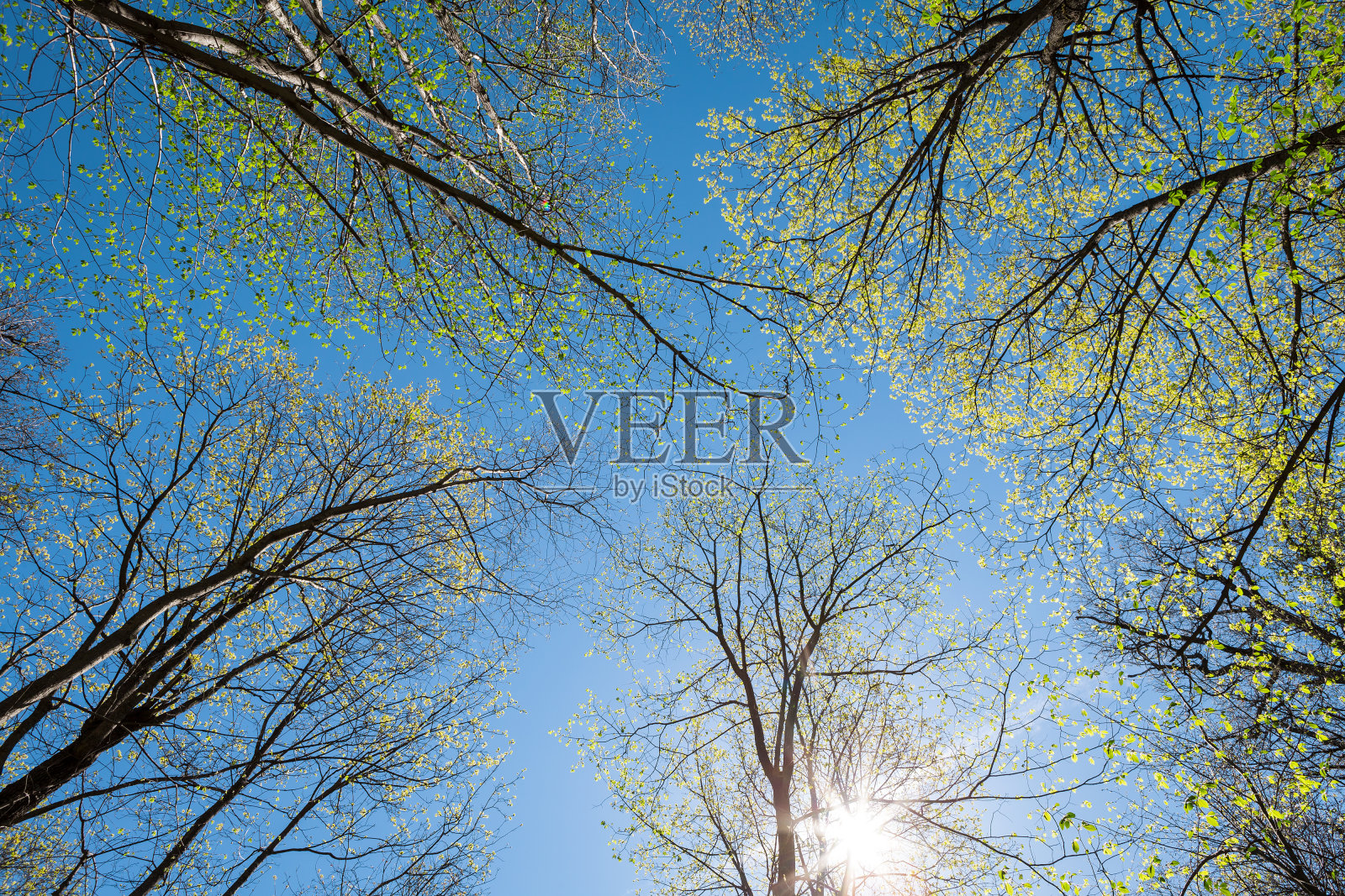 春天森林里美丽的野花照片摄影图片