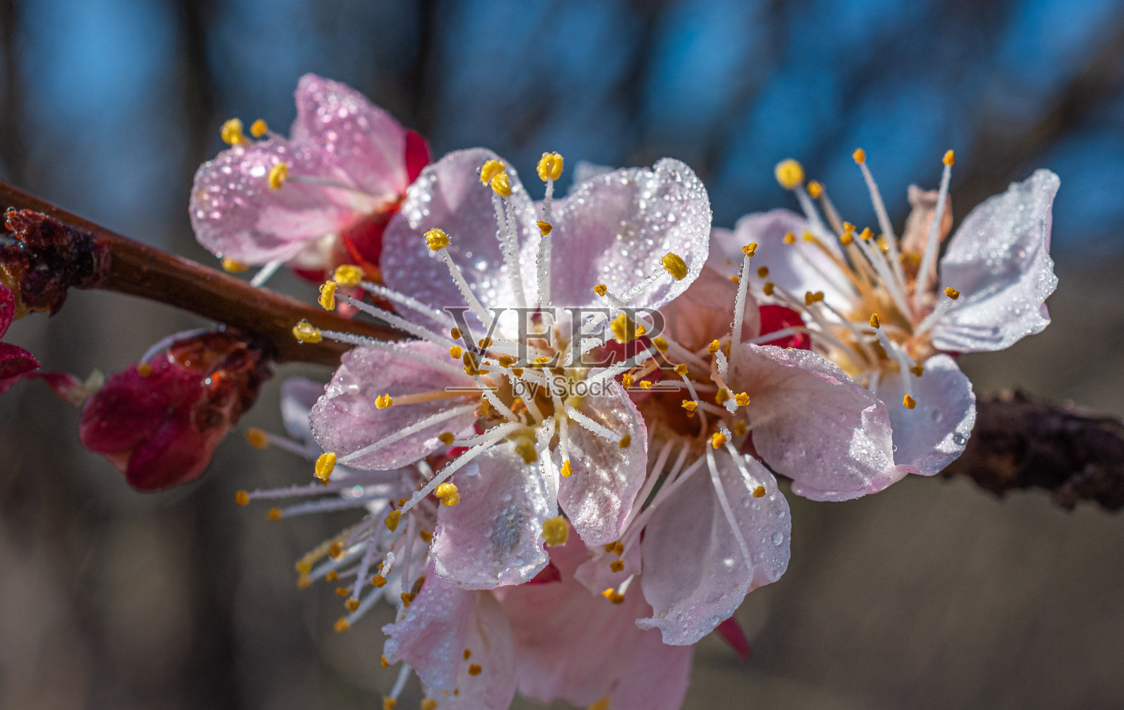 樱桃树开花照片摄影图片
