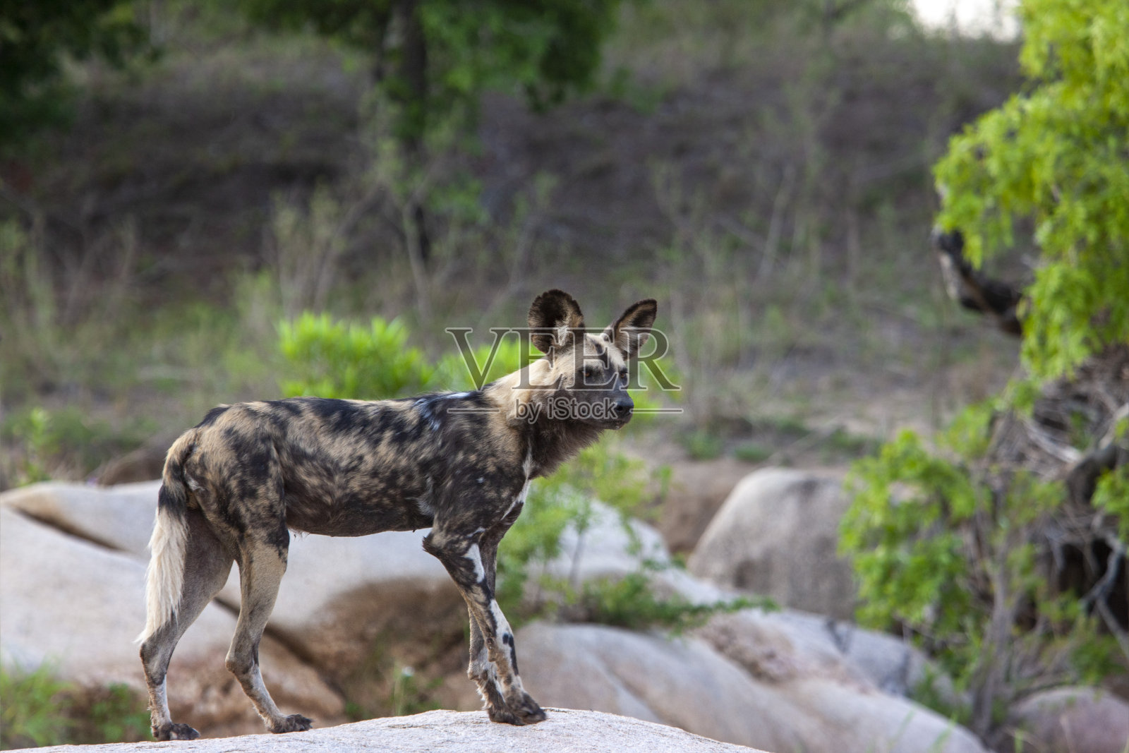 非洲野狗照片摄影图片