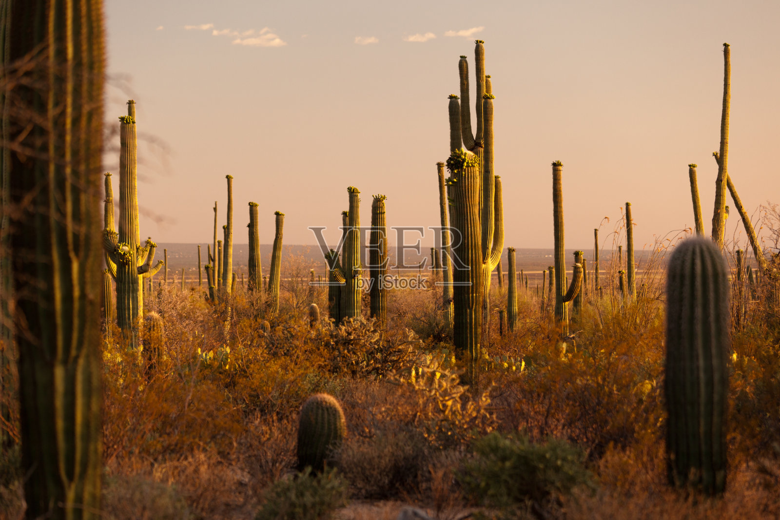 撒瓜罗国家公园的日落照片摄影图片
