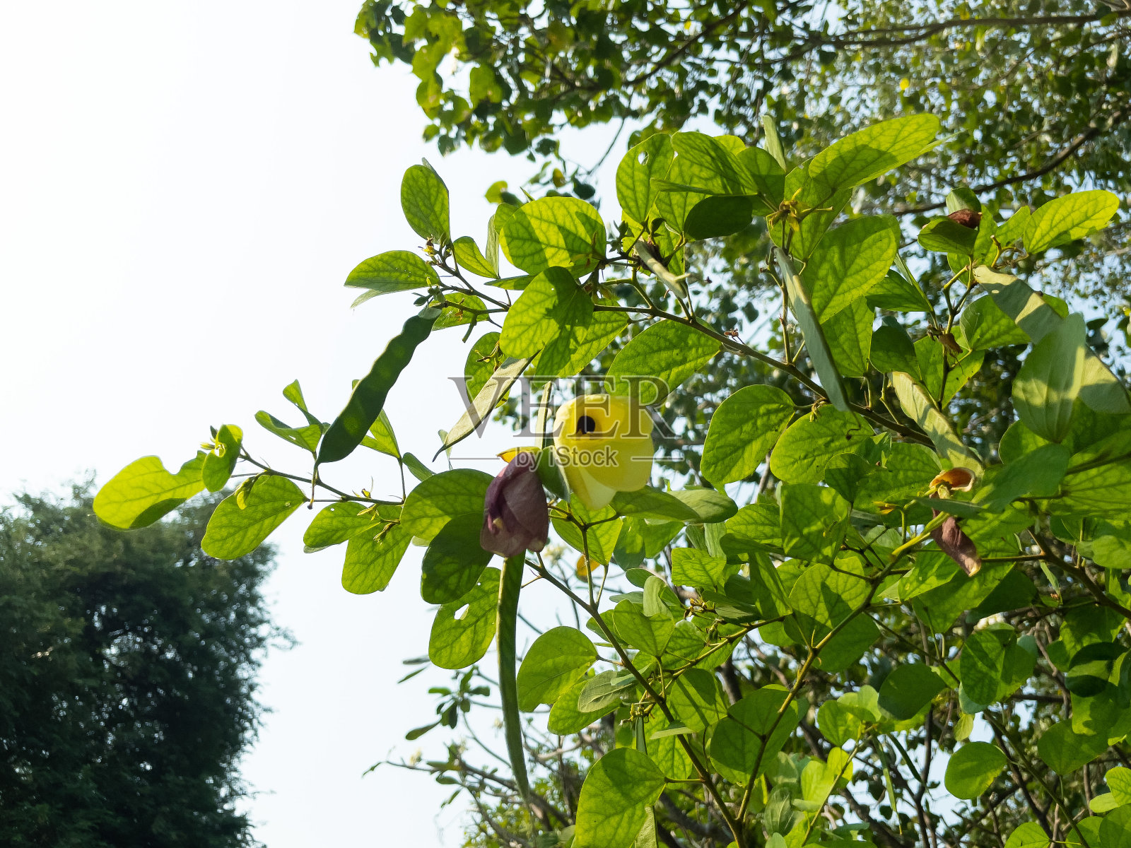 鲜花。照片摄影图片