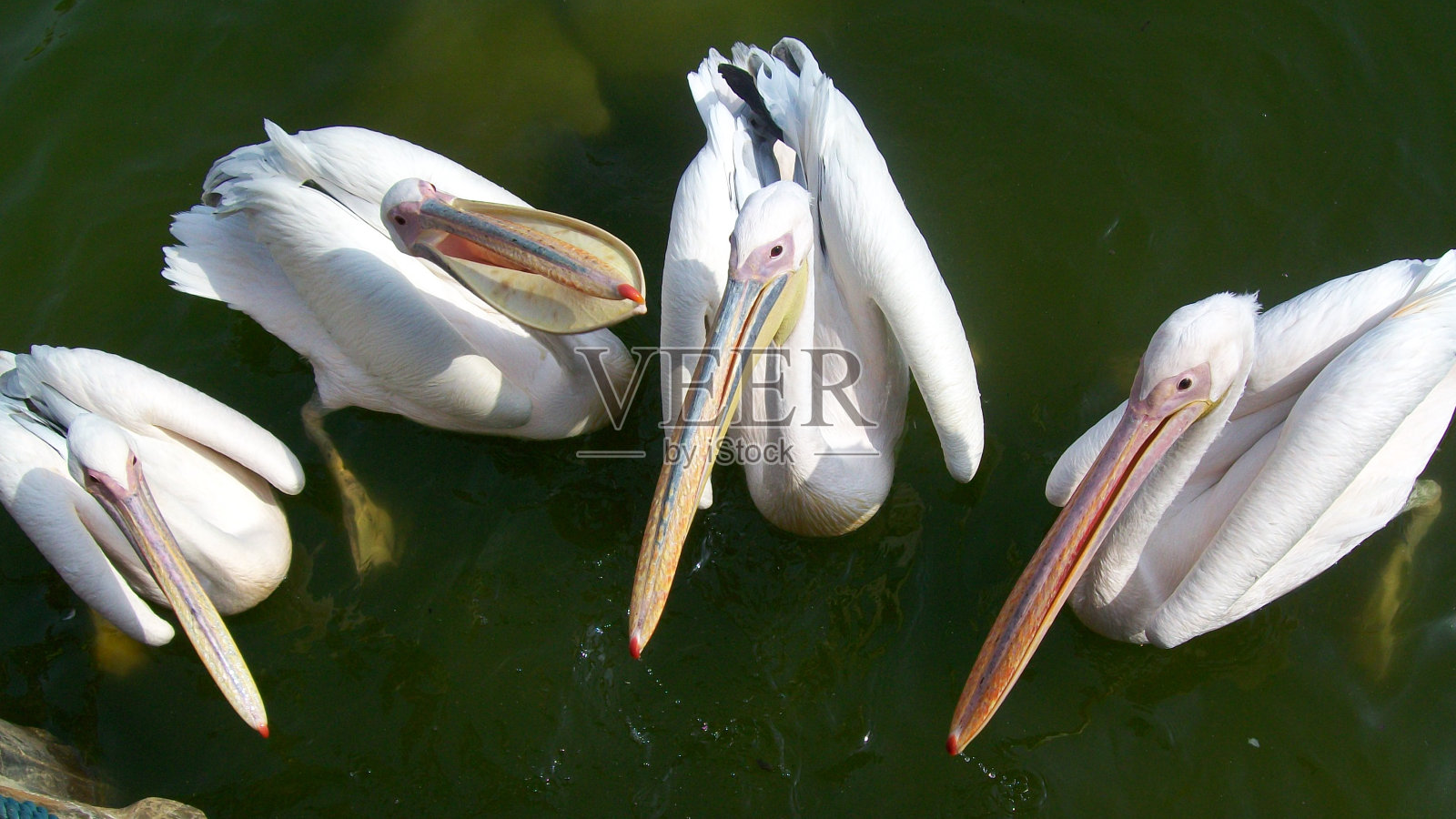 大连碧水上漂浮着四只鹈鹕照片摄影图片