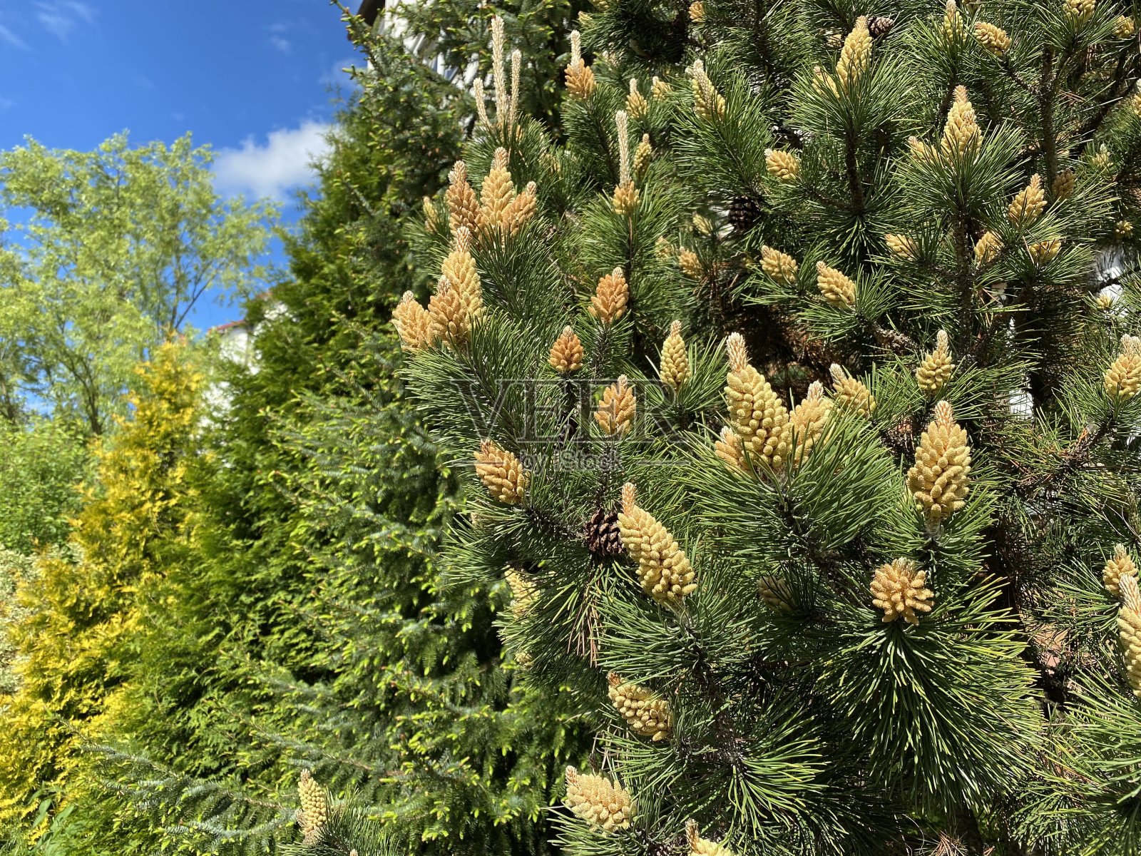 针叶树的春天。新的分支和管道。阳光充足的背景与拷贝空间。樟子松，针叶树照片摄影图片
