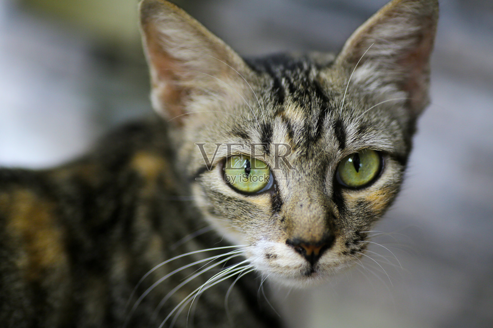 凯蒂猫照片摄影图片