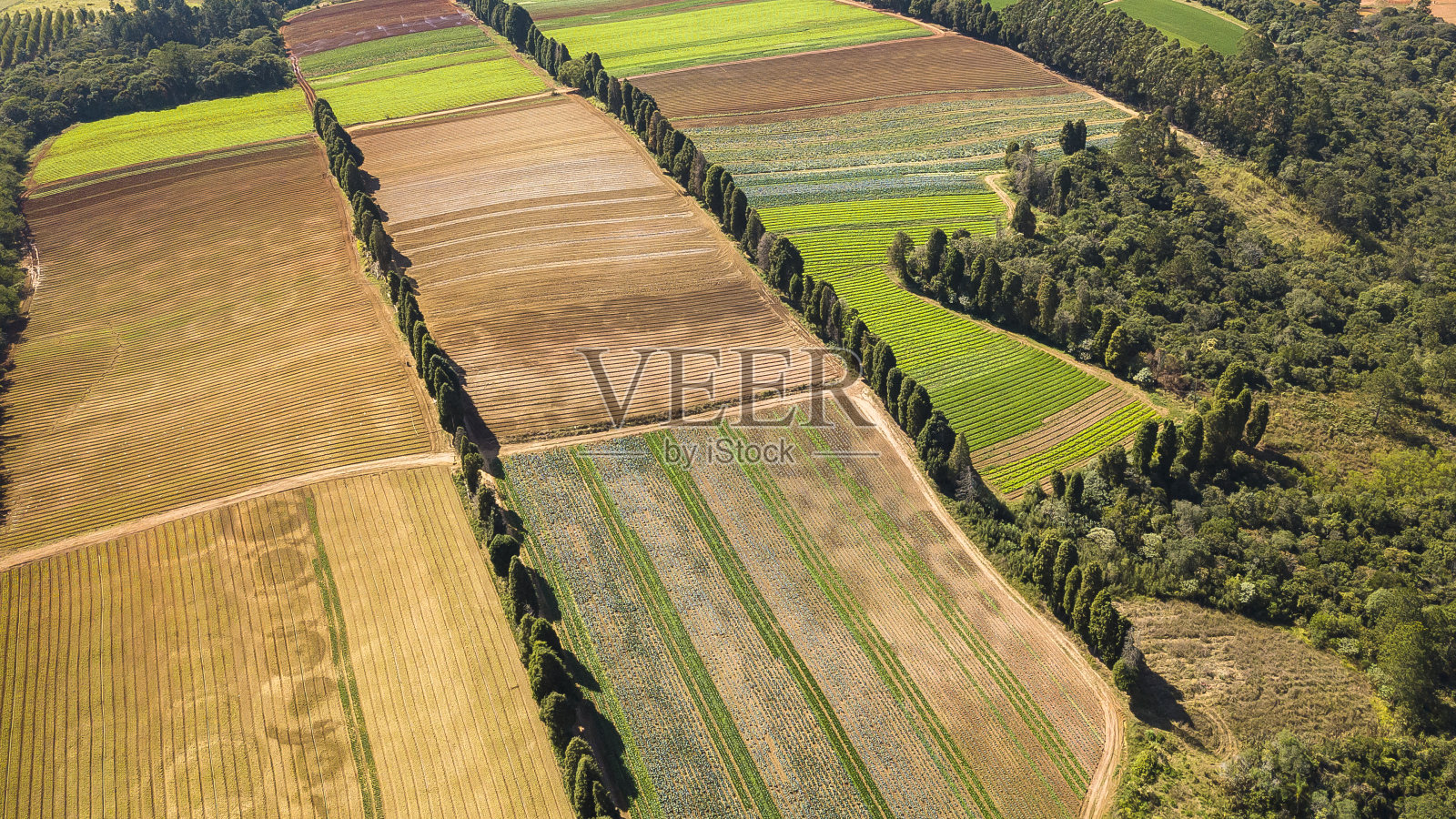 蔬菜园面积形象照片摄影图片