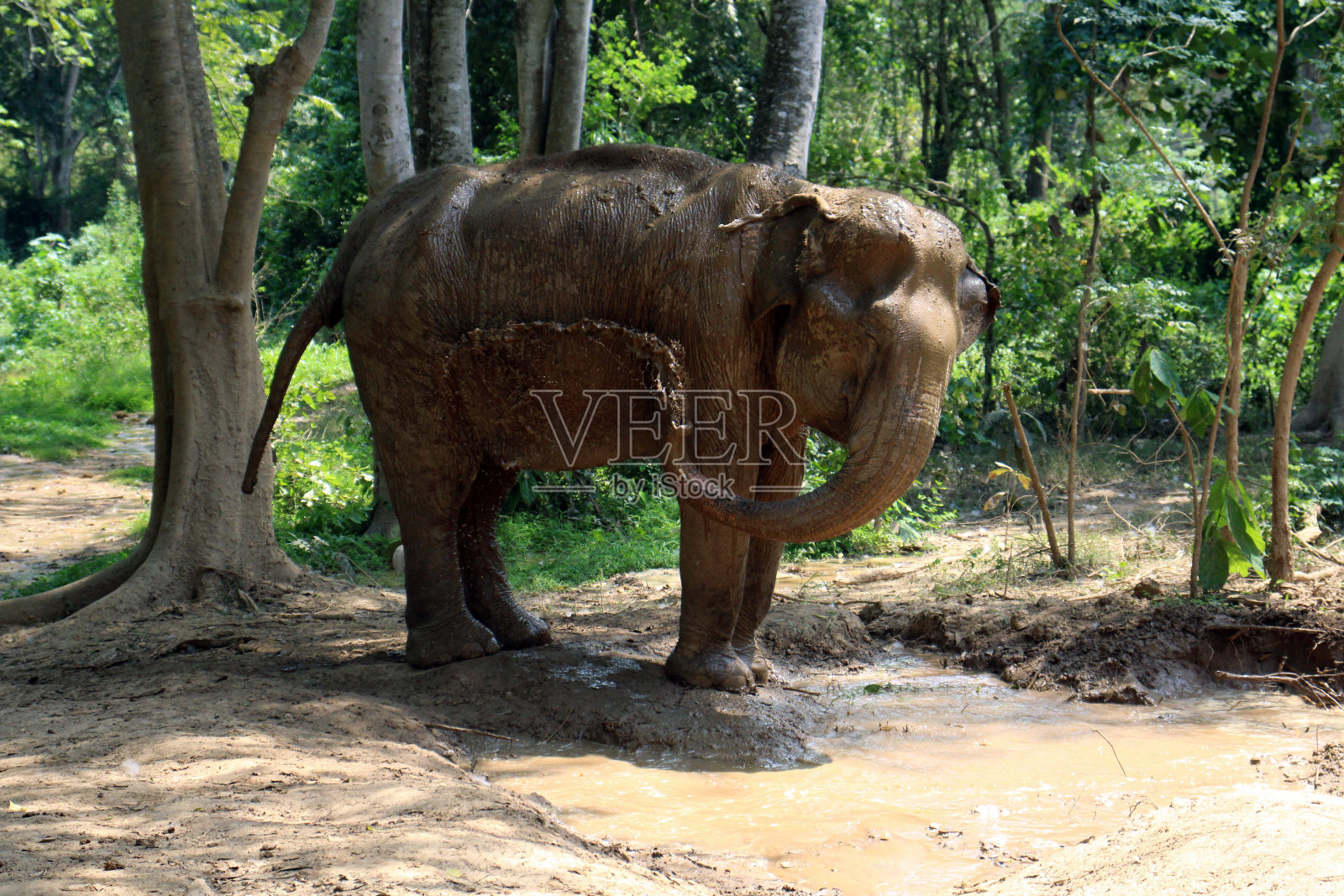 大象在洗泥浴照片摄影图片