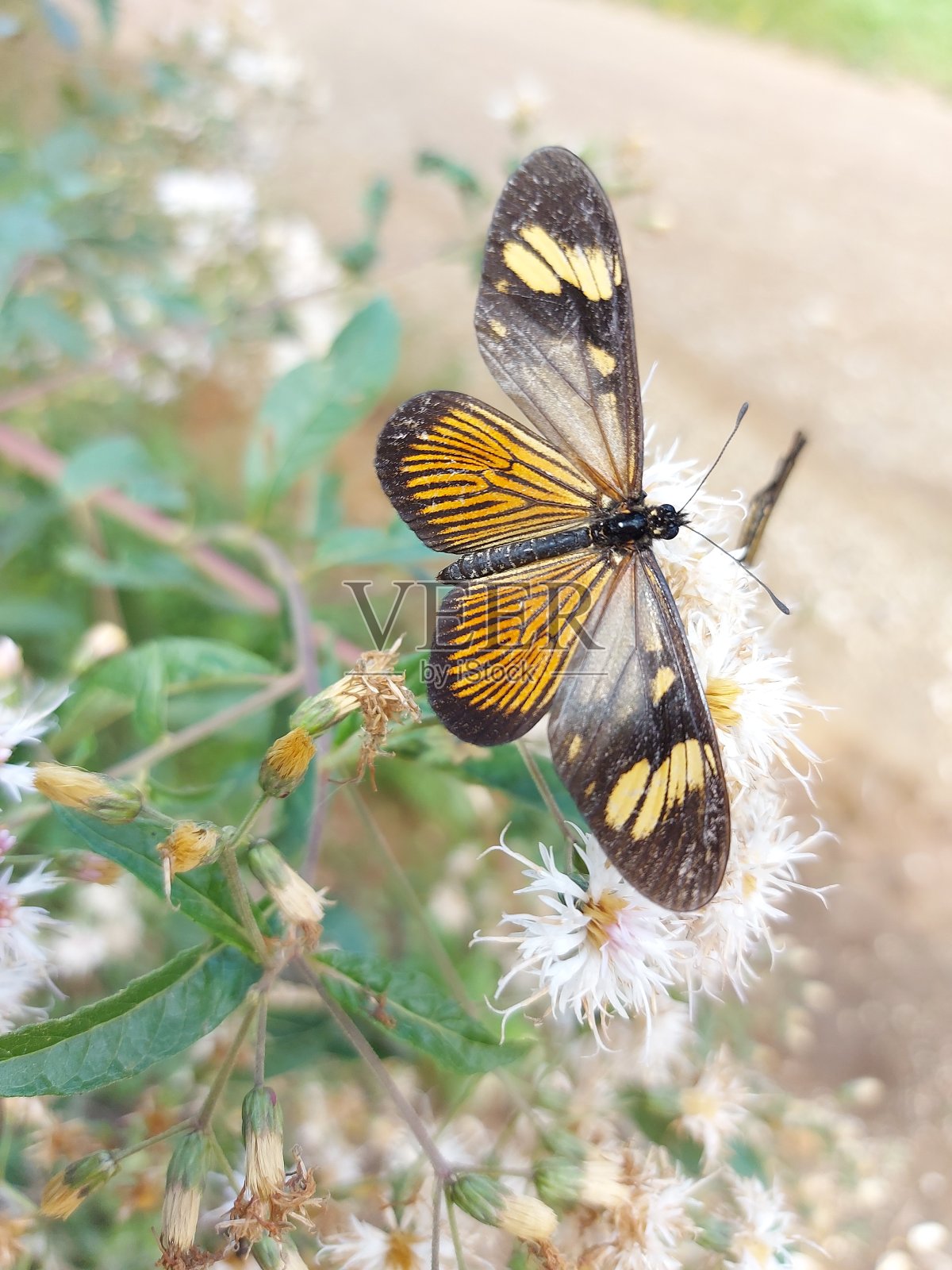 梦想时间的Rhopalocera巴西蝴蝶照片摄影图片
