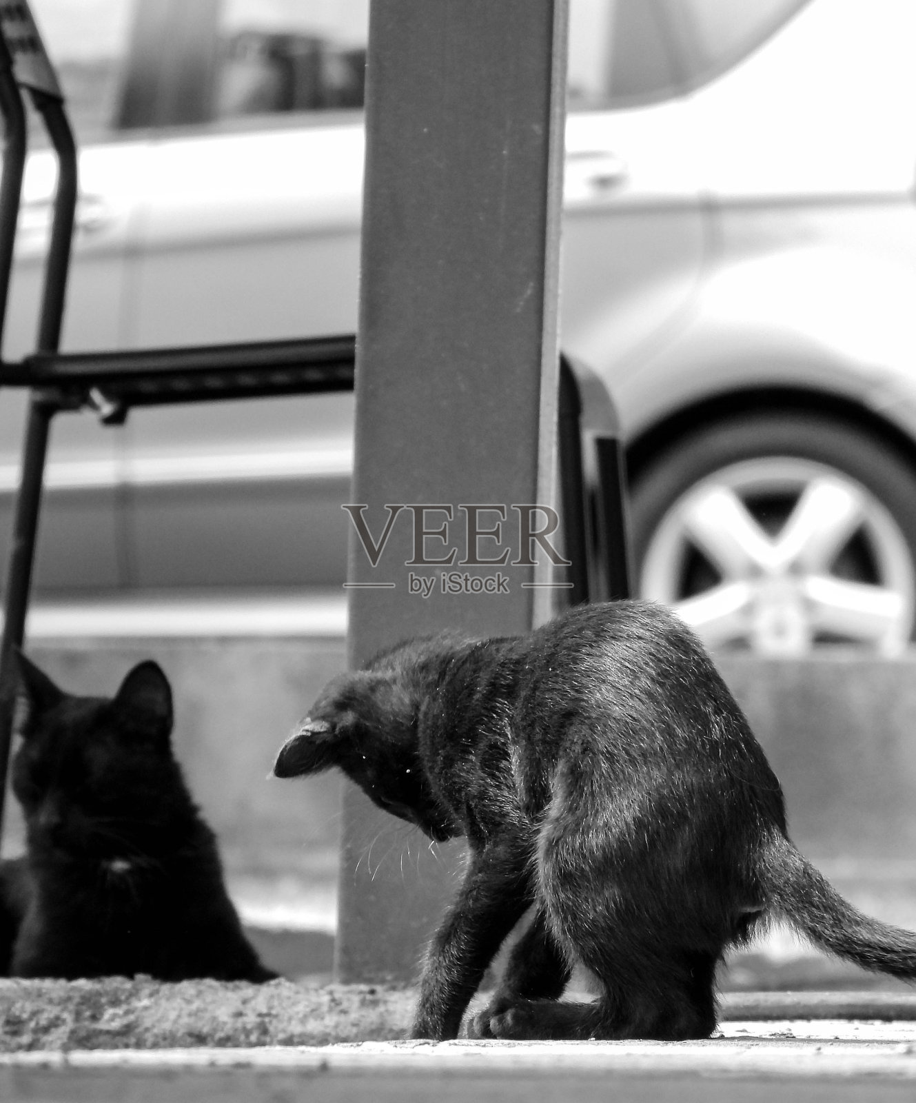 流浪猫历险记照片摄影图片