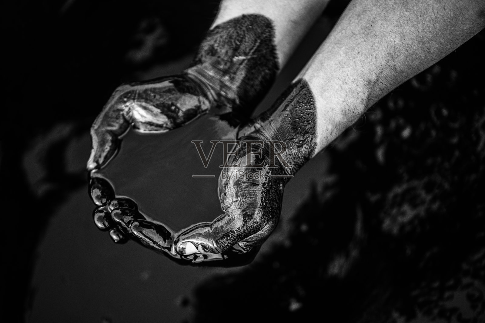 黑白图像的特写油覆盖白种人的手折叠在一碗油。漏油事件。环境污染。环境灾难。本空间照片摄影图片