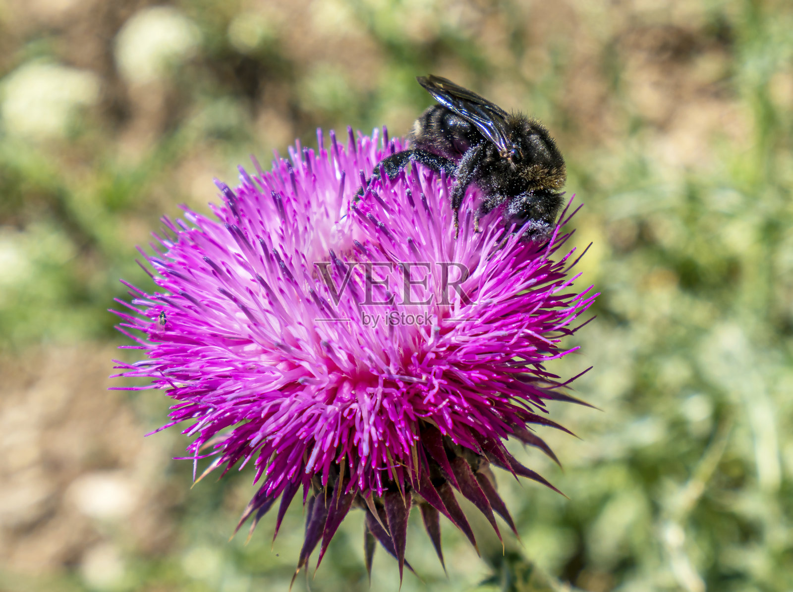 蜜蜂正在安塔利亚采集花柱照片摄影图片