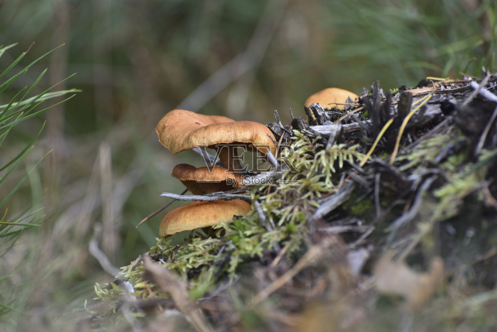 森林灌丛中的真菌照片摄影图片