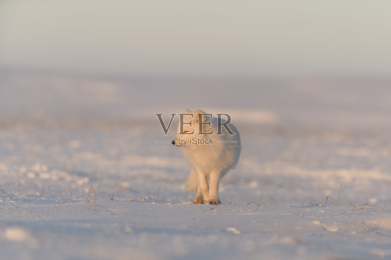 北极狐(Vulpes Lagopus)在王尔德苔原在日落时间。金色的小时。照片摄影图片