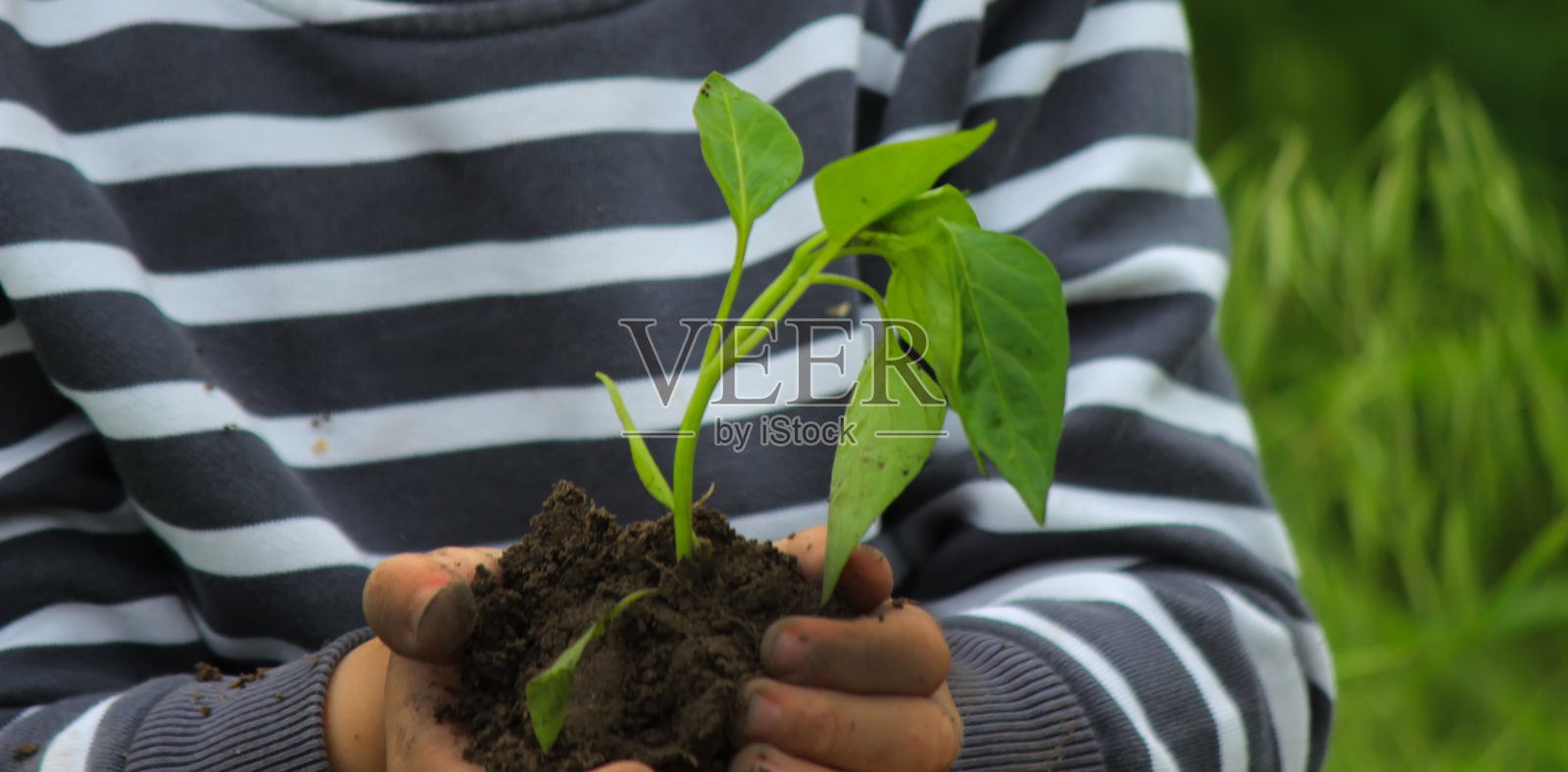 一个手里拿着秧苗的孩子在花园里。有选择性的重点。人。照片摄影图片