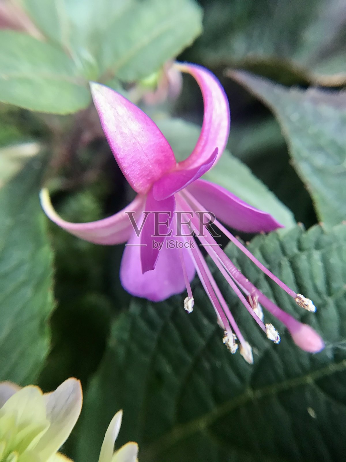 发现梅红照片摄影图片