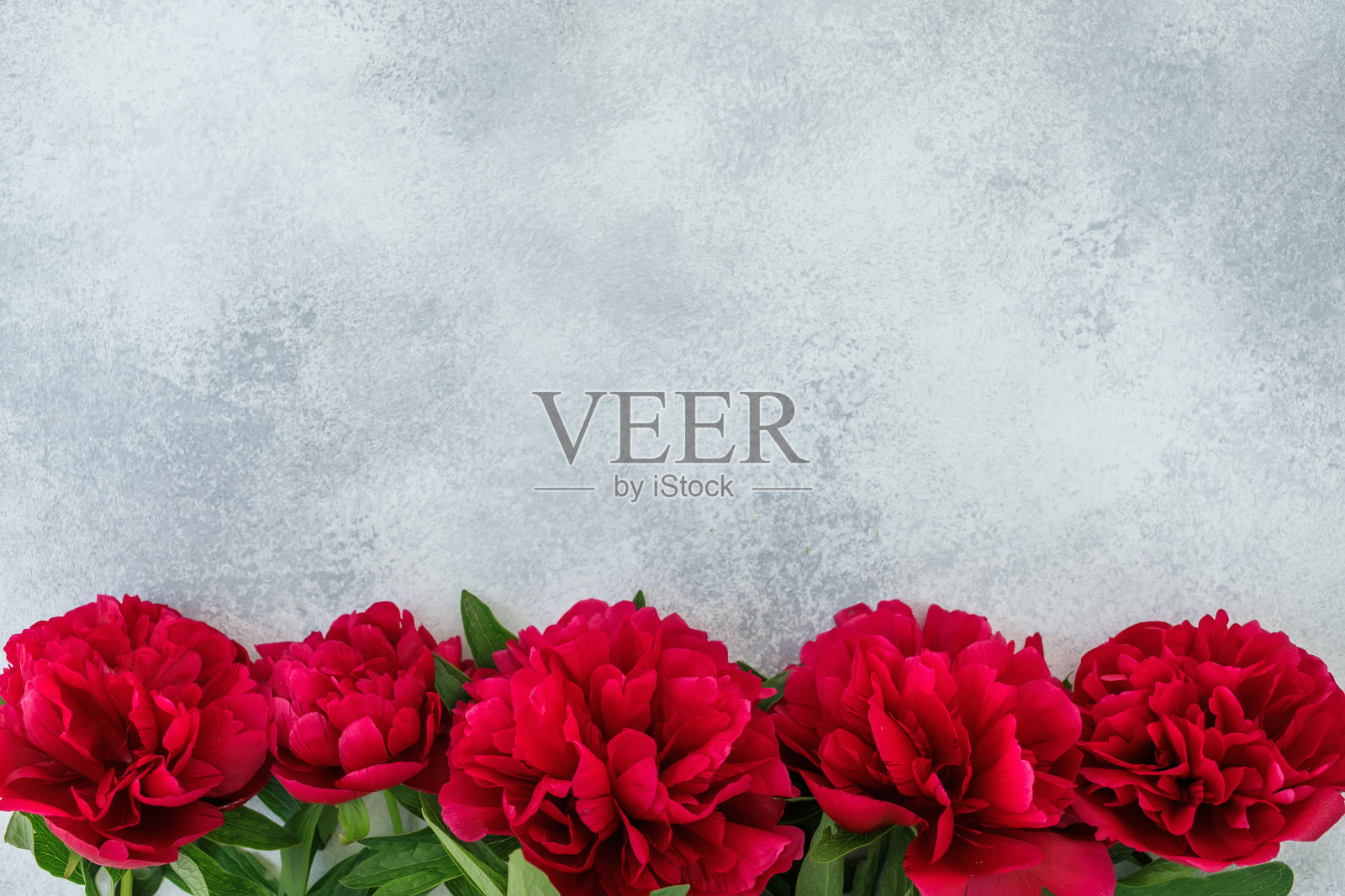 与红色牡丹花在灰色背景的花边框。平躺，俯视图照片摄影图片