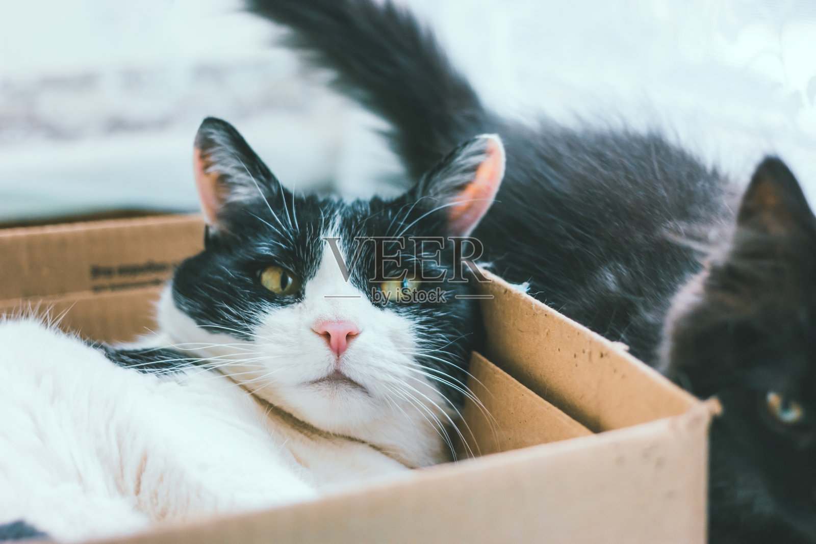 灰色的小猫咪和躺在屋子里的硬纸盒里的黑白相间的老猫玩耍或打架。动物之间的关系，养一只小猫照片摄影图片