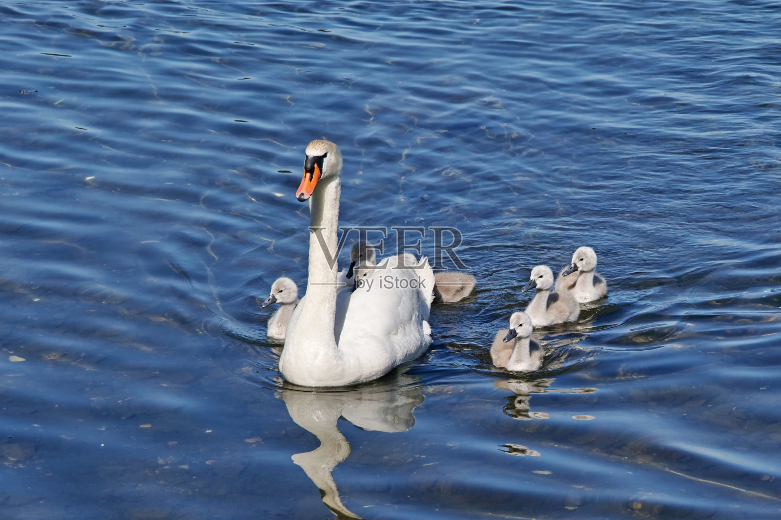 哑天鹅和她的孩子们照片摄影图片