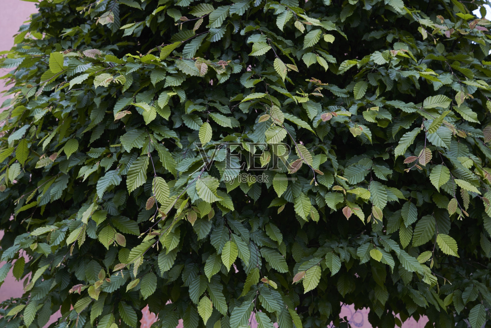 靠近鹅耳枥照片摄影图片