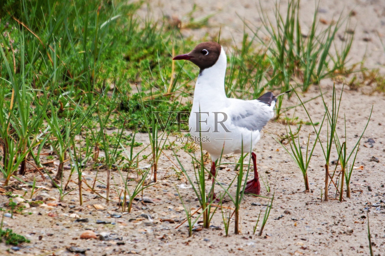 欢笑的海鸥在船夫之间照片摄影图片
