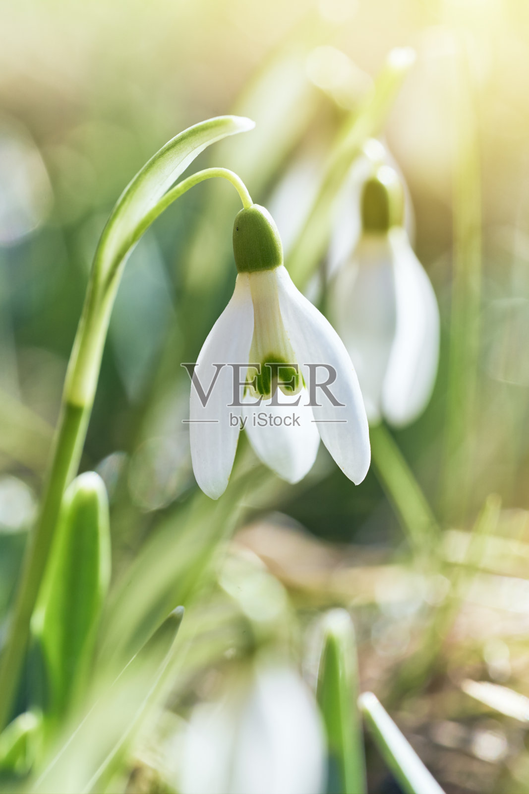 春天的雪花莲花。早春特写鲜花与明亮的阳光照片摄影图片
