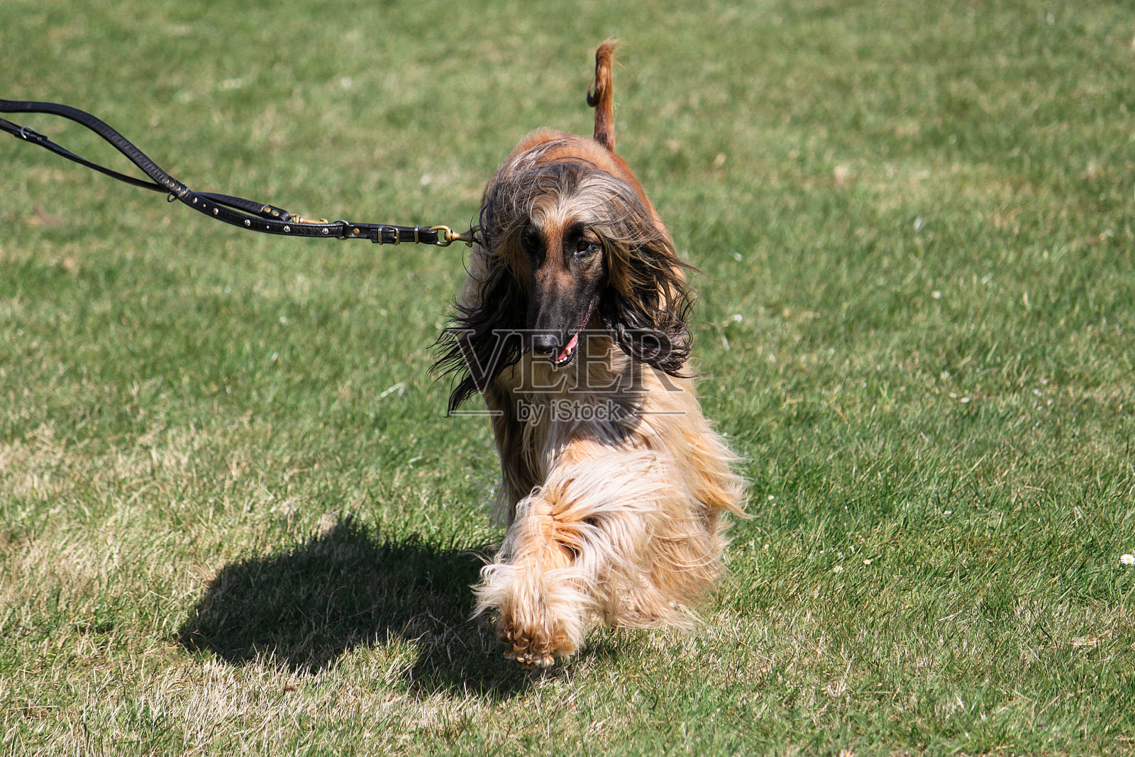 一只阿富汗灰狗被皮带牵着走照片摄影图片