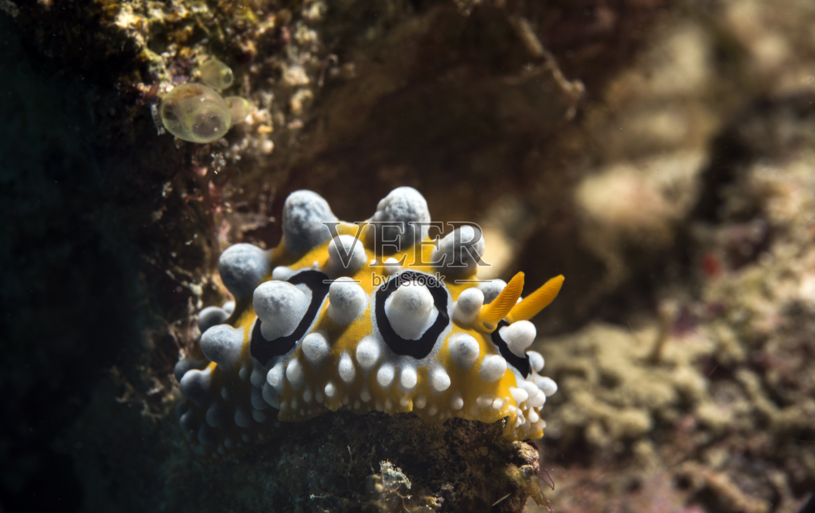 菲莉迪亚·奥塞拉塔照片摄影图片