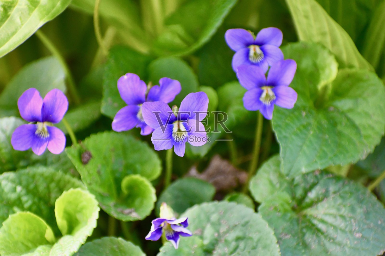 紫色的紫罗兰照片摄影图片